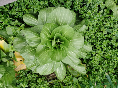 高清小白菜上海青菜园