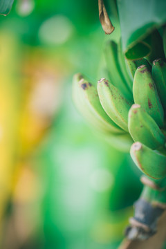 翠绿香蕉