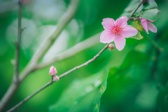 梅花