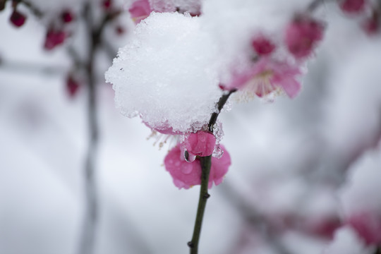 雪中绽放的梅花