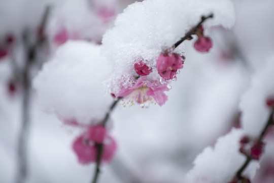 雪中绽放的梅花