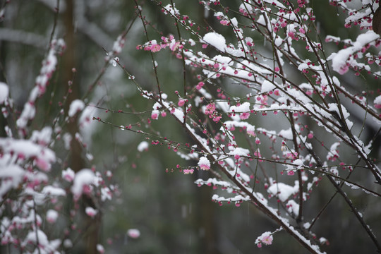 雪中绽放的红梅花