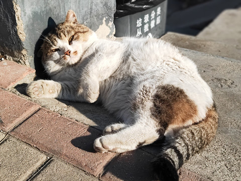 野猫