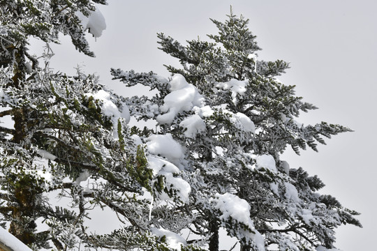 树上积雪