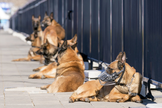 警犬