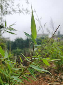 生长的竹子