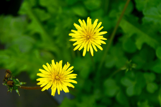 野生黄鹌菜花朵