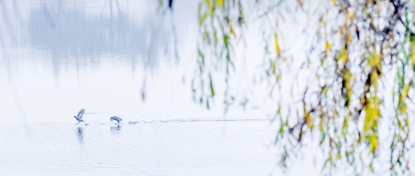湖中飞翔的野鸭子