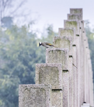 石栏杆小鸟