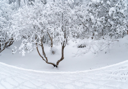 大雪压满树枝
