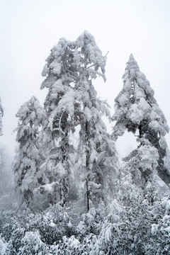 大雪压满树枝