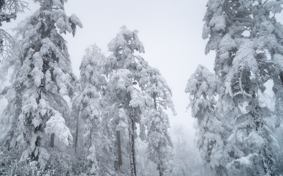 大雪压满树枝