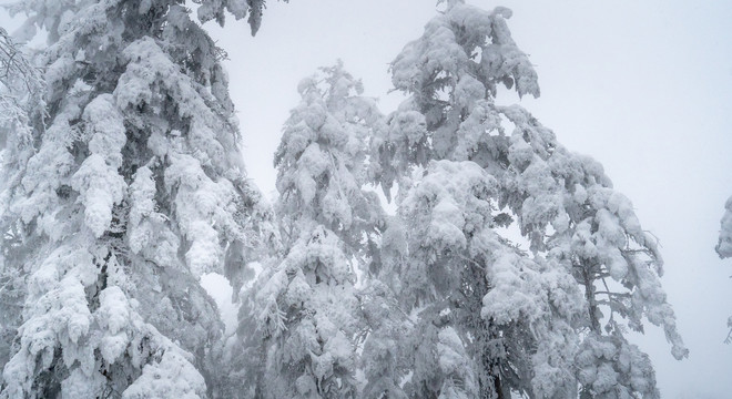 大雪压满树枝