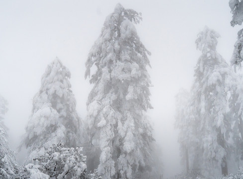 大雪压满树枝