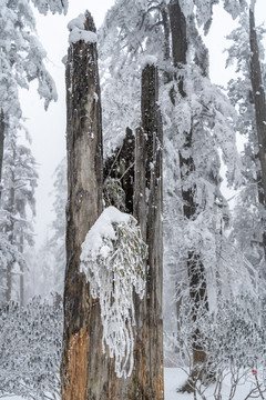 树枝积雪