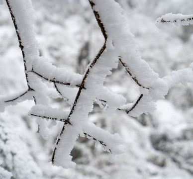 树枝积雪