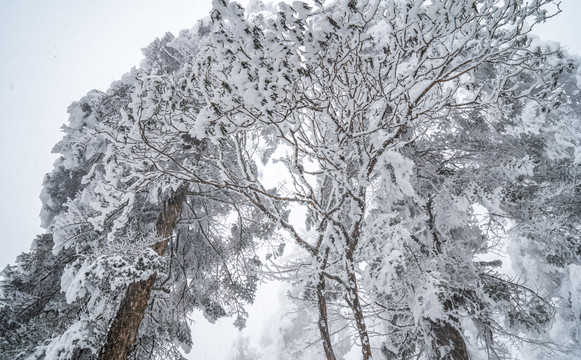 树枝积雪