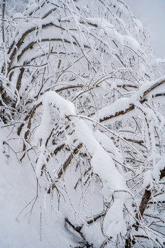 雪压树枝