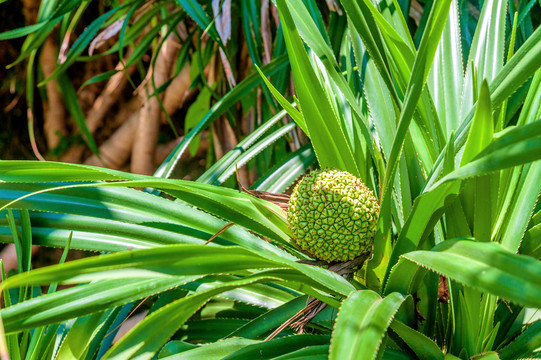 露兜树科植物林投