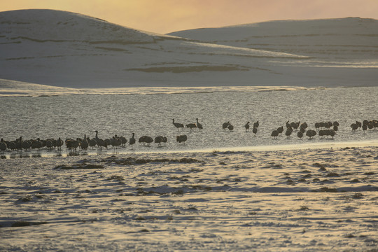 黑颈鹤大海子湿地雪地越冬