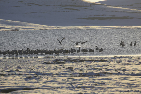 黑颈鹤大海子湿地雪地越冬