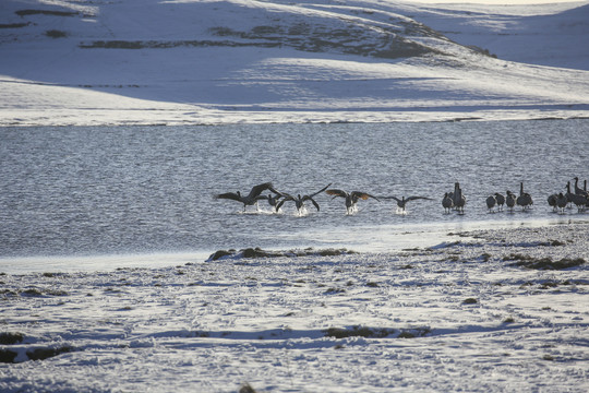 黑颈鹤大海子湿地雪地越冬