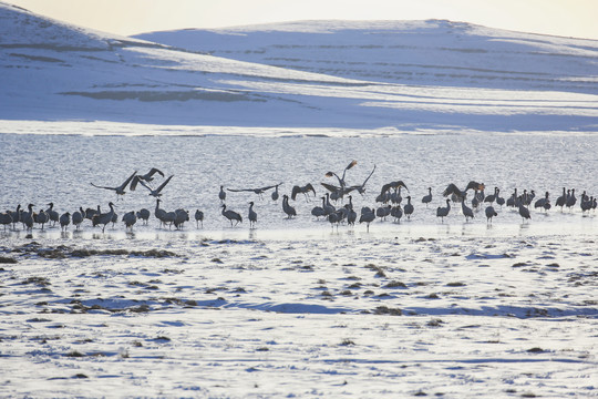 黑颈鹤大海子湿地雪地越冬