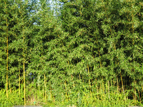 园林竹子背景