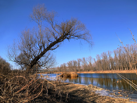 河边枯树