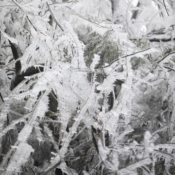 江西赣州峰山雪景雾松