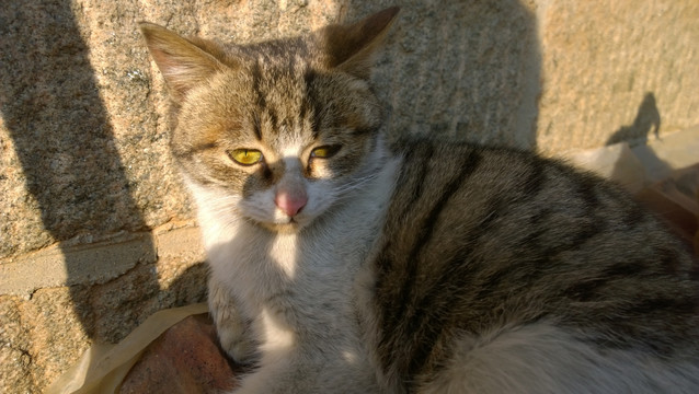 猫
