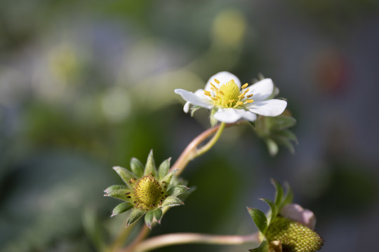 草莓花