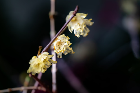 盛开的腊梅花