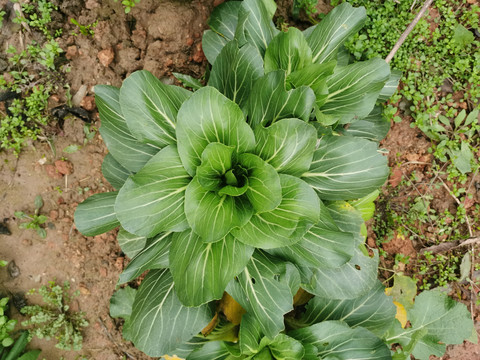 小白菜生长特写