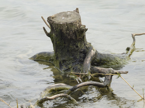 水面上枯萎的木桩