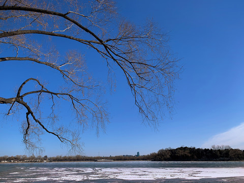 枯树与结冰的湖