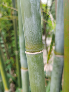 小竹子竹节特写