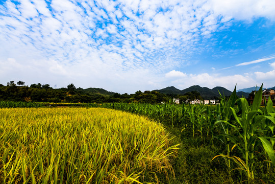 元阳梯田