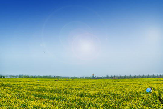 油菜花基地