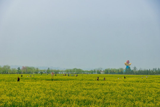 油菜花公园