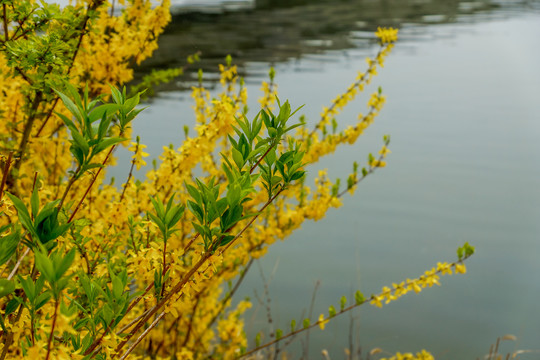 油菜花