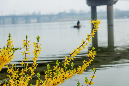 油菜花