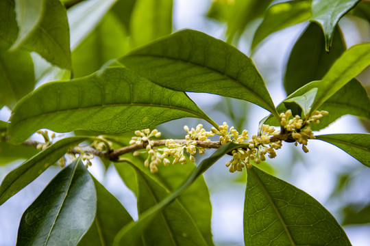 桂花树