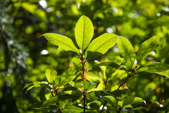 桂花树