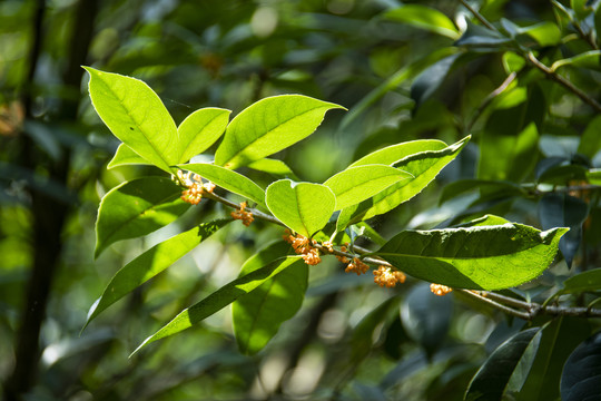 桂花树