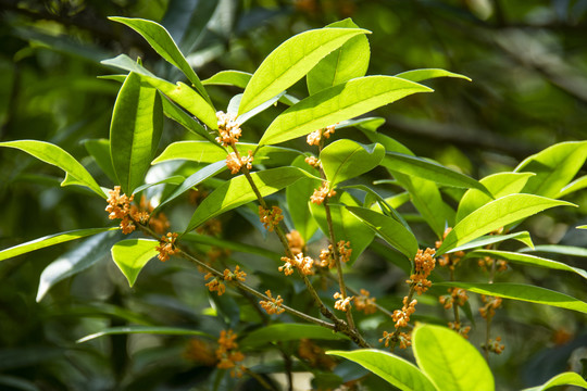 桂花树