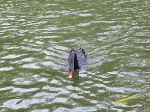 湖面上快速游动的黑天鹅特写