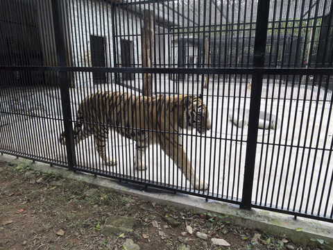 公园内笼子里的老虎