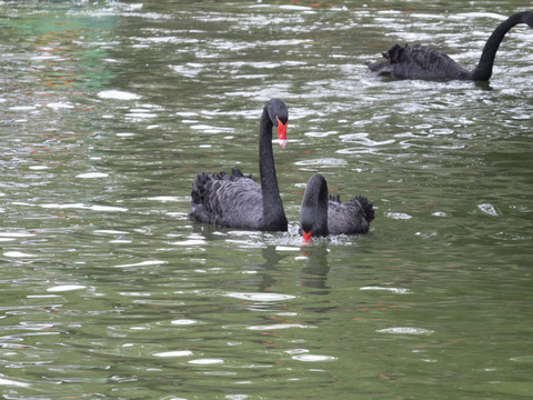 绿色湖水中一对优雅的黑天鹅