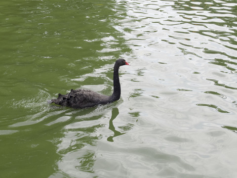 湖面游动的黑天鹅特写